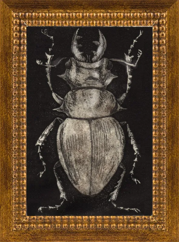 Grey Beetle on Black by Tennopent Sooster for Artfully Walls