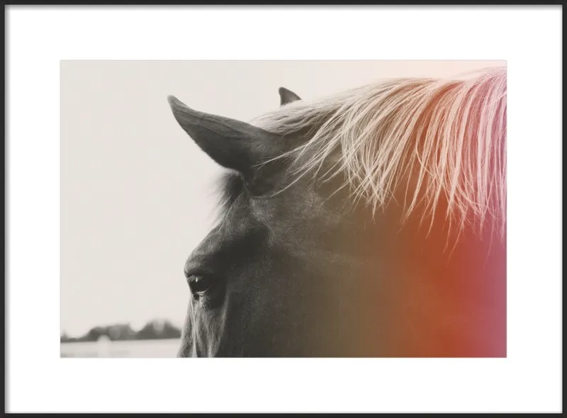 Pink Pony by Alicia Bock for Artfully Walls