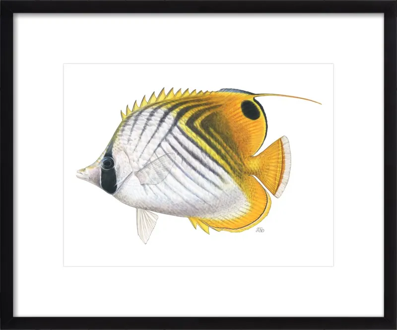 Threadfin butterflyfish by Emily S. Damstra for Artfully Walls