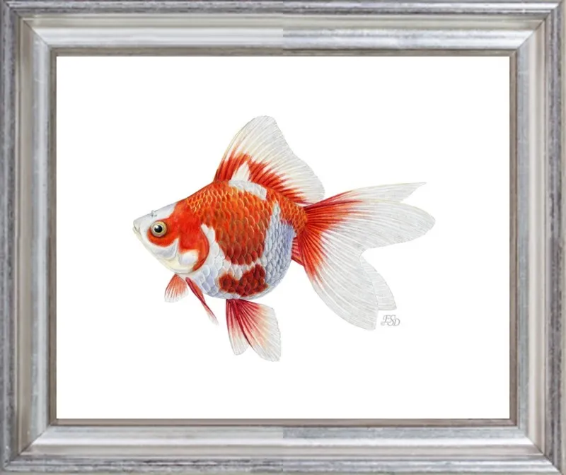 Japanese ryukin goldfish by Emily S. Damstra for Artfully Walls