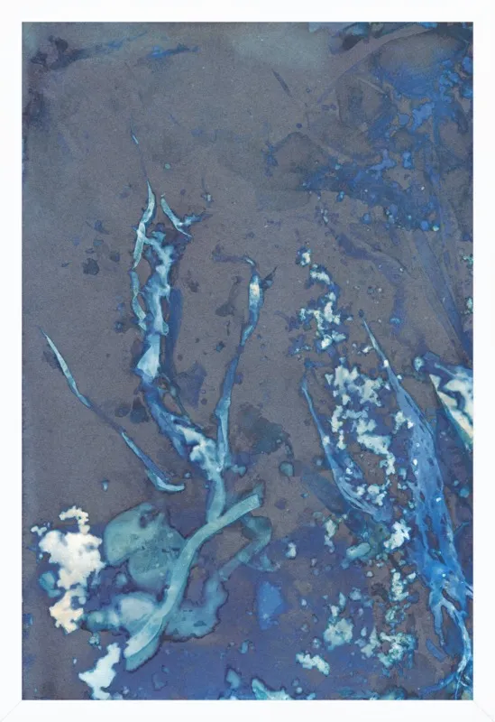 The Secret Life of Rockpools No. 32/100 by Desiree Elizabeth Malan for Artfully Walls