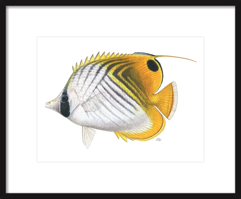 Threadfin butterflyfish by Emily S. Damstra for Artfully Walls