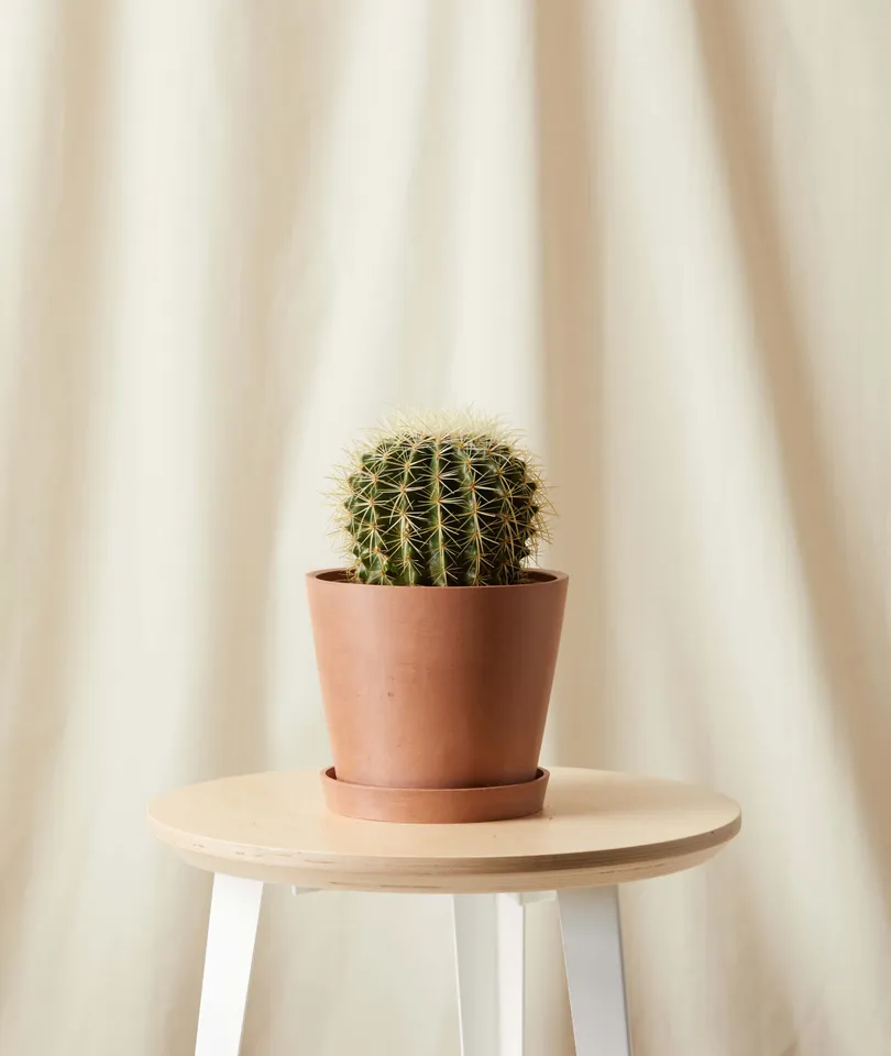 Golden Barrel Cactus -  Clay