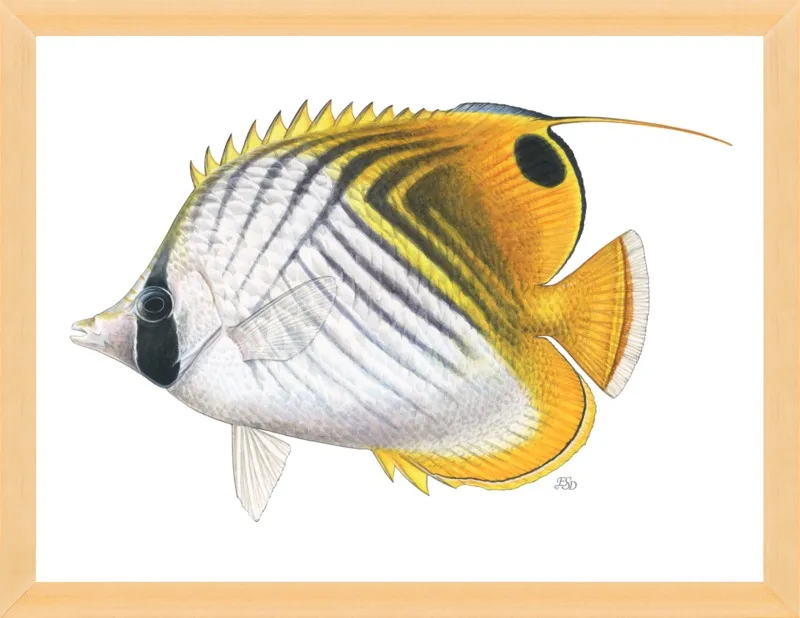 Threadfin butterflyfish by Emily S. Damstra for Artfully Walls