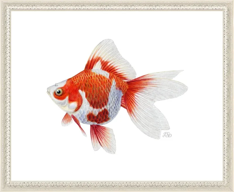 Japanese ryukin goldfish by Emily S. Damstra for Artfully Walls