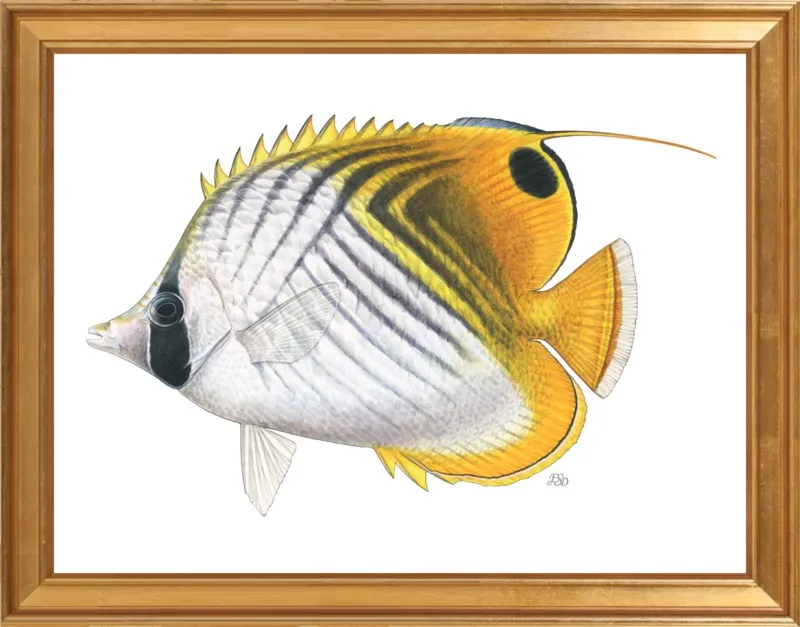 Threadfin butterflyfish by Emily S. Damstra for Artfully Walls
