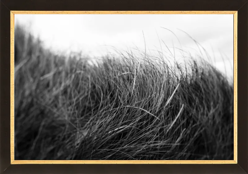 Beach Grass #3 by Alicia Bock for Artfully Walls