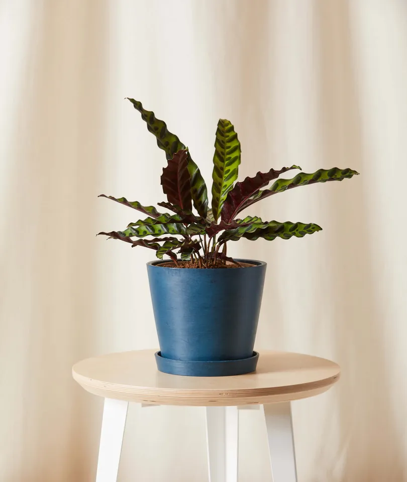 Calathea Rattlesnake -  Indigo