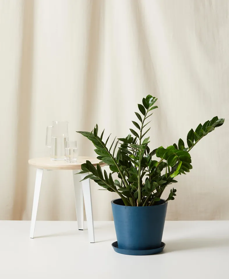 ZZ Plant -  Indigo
