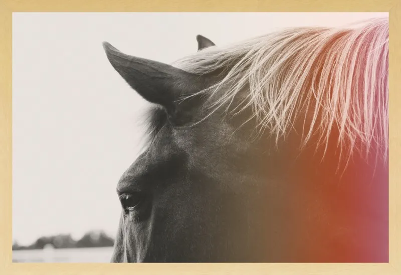 Pink Pony by Alicia Bock for Artfully Walls