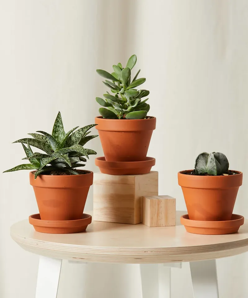 Sunshine Collection -  Terracotta