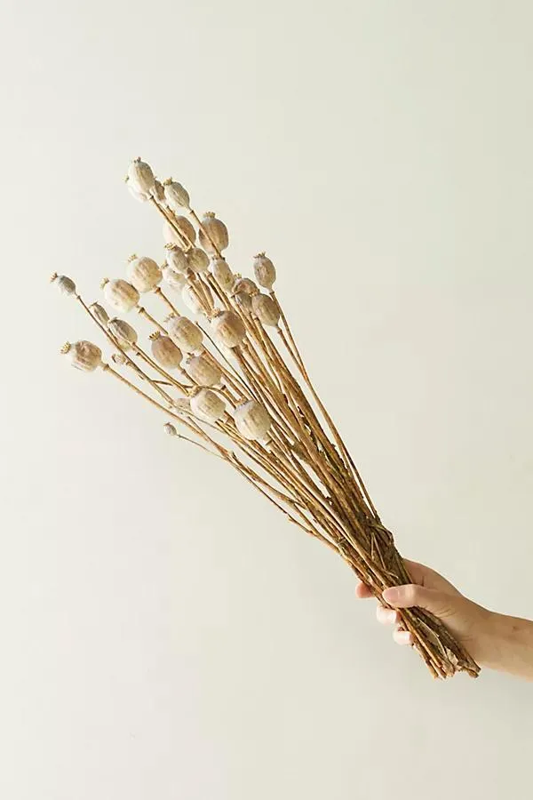 Dried Papaver Bunch