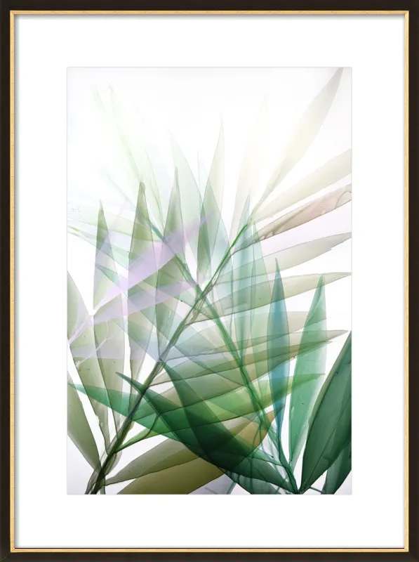 Tropical Study no. 8 by Marina Dunbar  for Artfully Walls