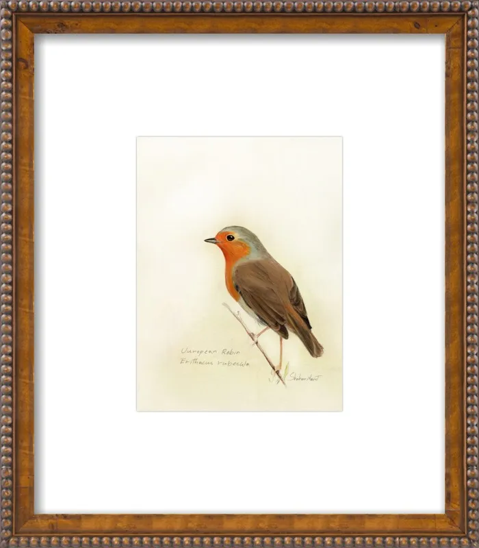 European Robin by Shahar Navot for Artfully Walls