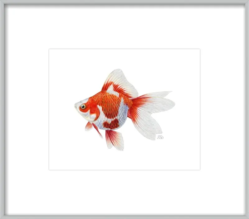 Japanese ryukin goldfish by Emily S. Damstra for Artfully Walls
