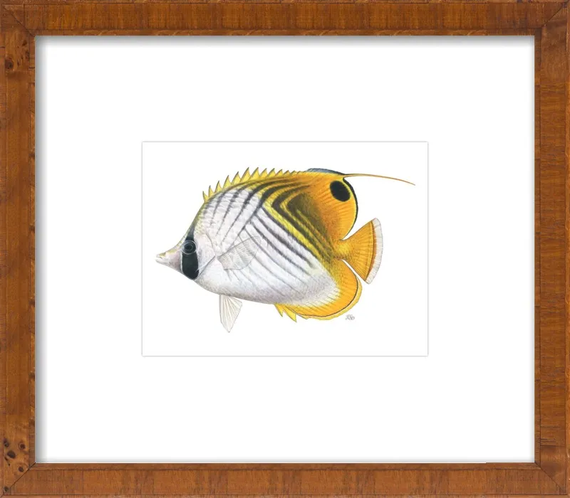 Threadfin butterflyfish by Emily S. Damstra for Artfully Walls