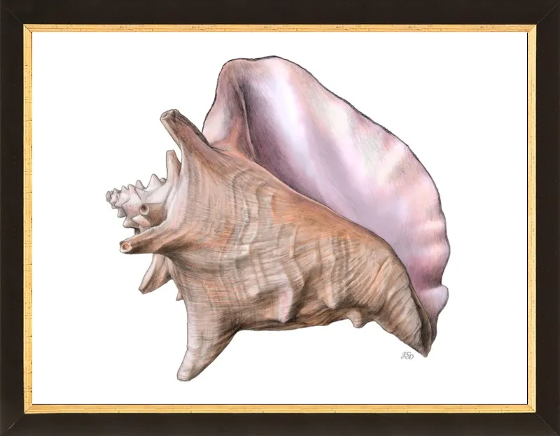 Queen conch  by Emily S. Damstra for Artfully Walls