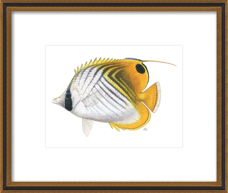 Threadfin butterflyfish by Emily S. Damstra for Artfully Walls