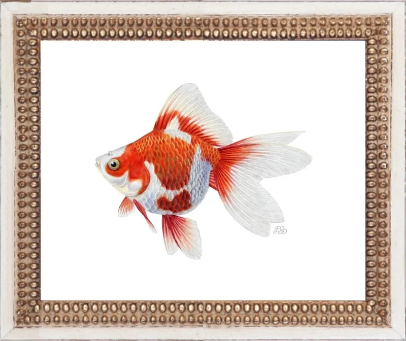 Japanese ryukin goldfish by Emily S. Damstra for Artfully Walls