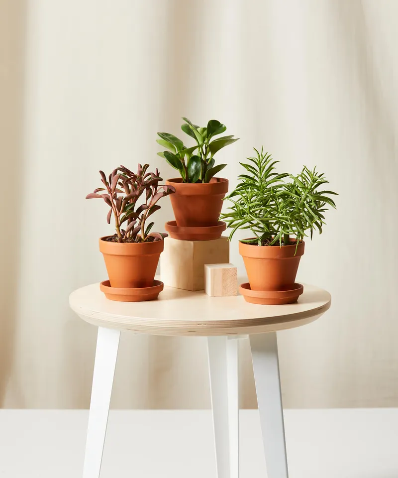 Pet-Peromia Collection -  Terracotta