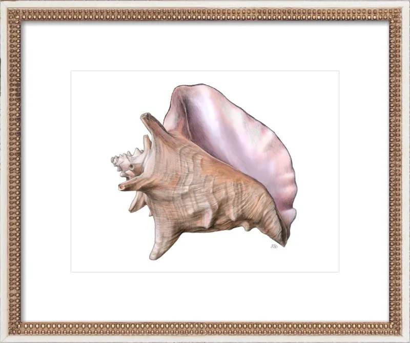 Queen conch  by Emily S. Damstra for Artfully Walls