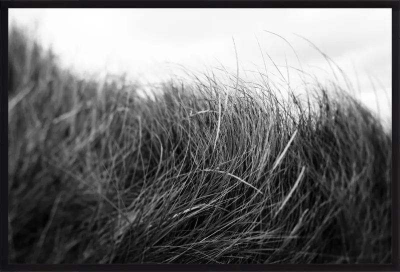 Beach Grass #3 by Alicia Bock for Artfully Walls