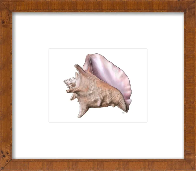 Queen conch  by Emily S. Damstra for Artfully Walls