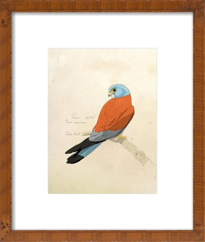 Lesser Kestrel by Shahar Navot for Artfully Walls