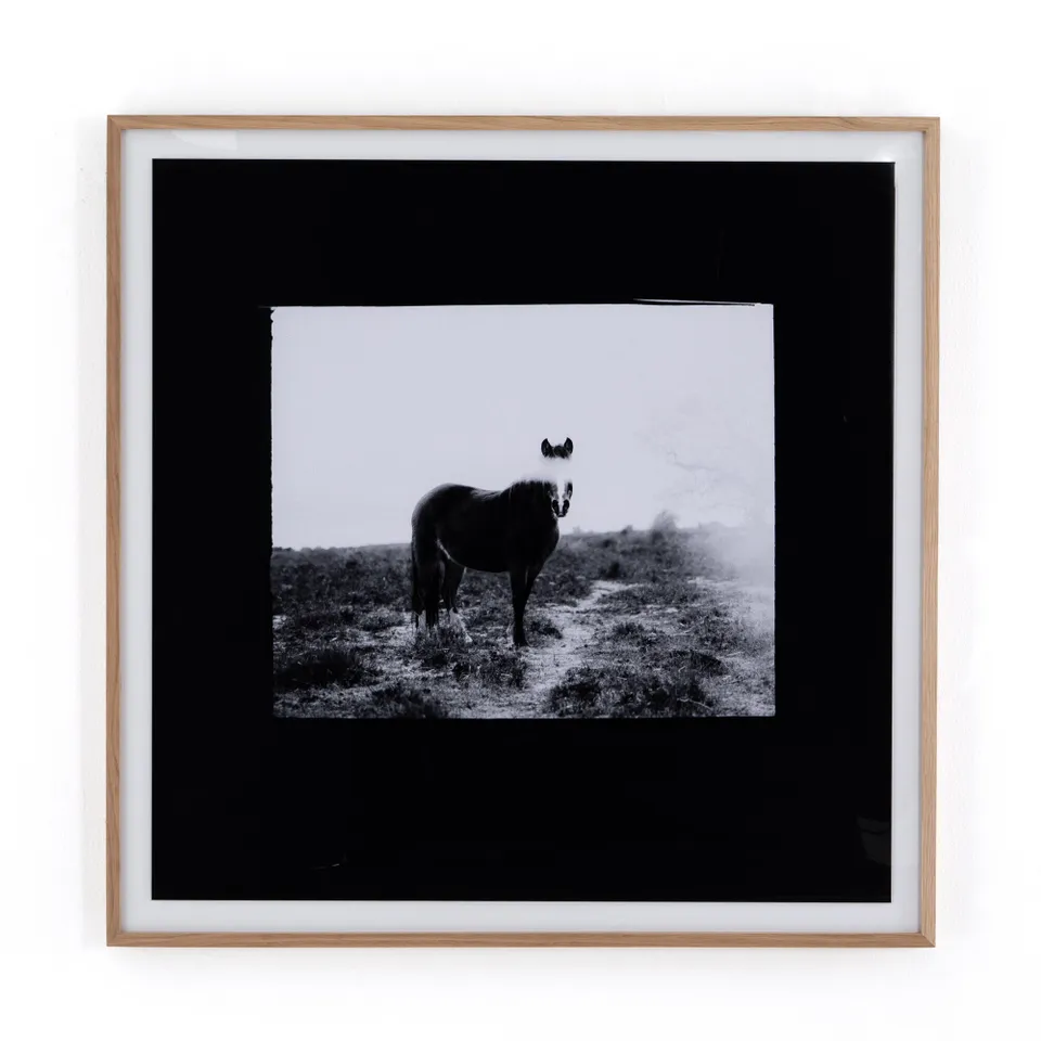 Blank Horse by Annie Spratt - Vertical Grain 2.5 White Oak