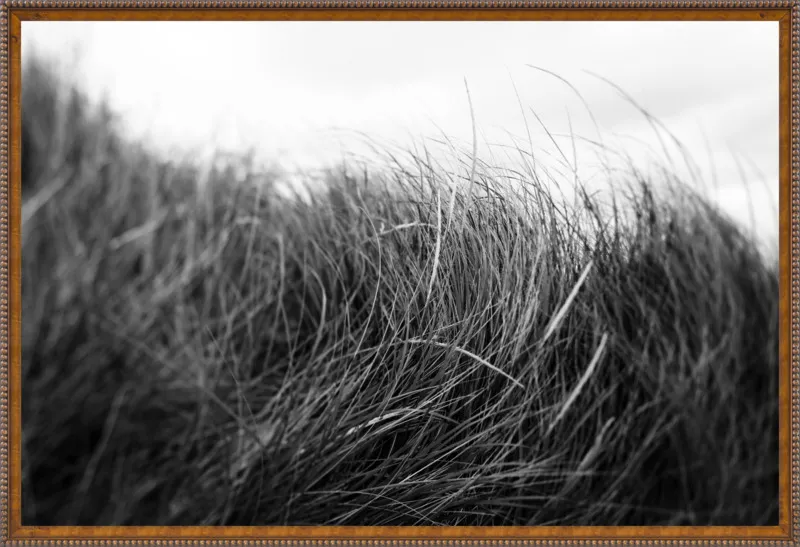 Beach Grass #3 by Alicia Bock for Artfully Walls