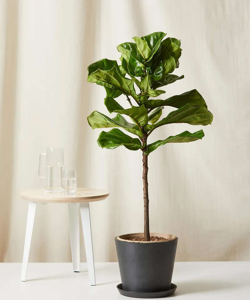 Fiddle Leaf Fig, Charcoal Pot