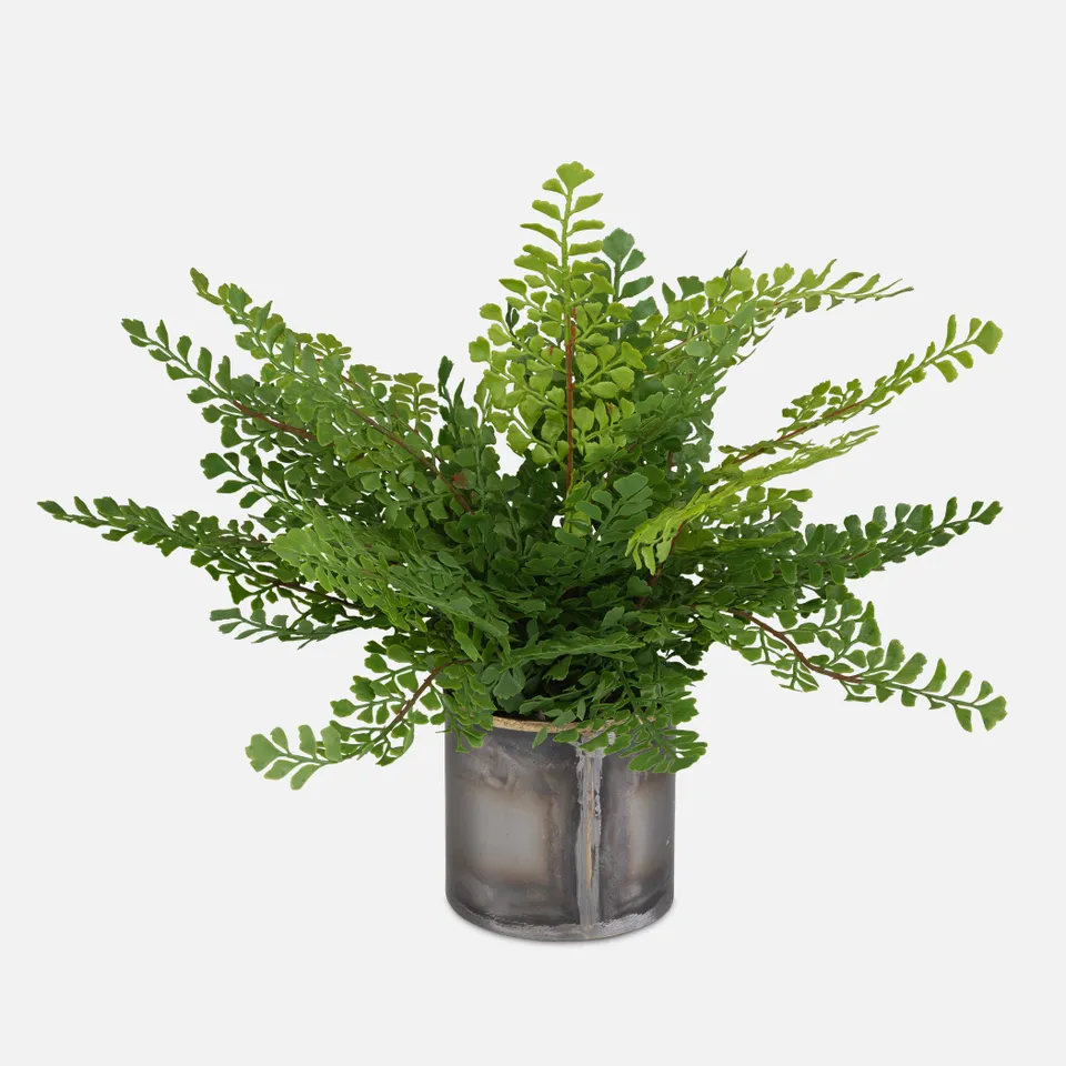 Maidenhair Fern In Oxidized Container
