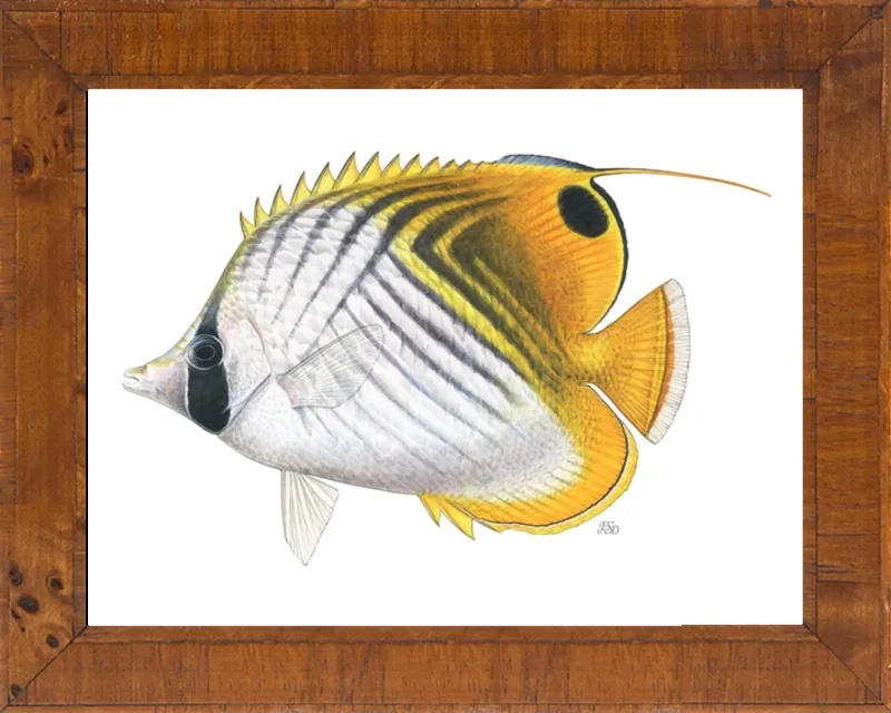 Threadfin butterflyfish by Emily S. Damstra for Artfully Walls