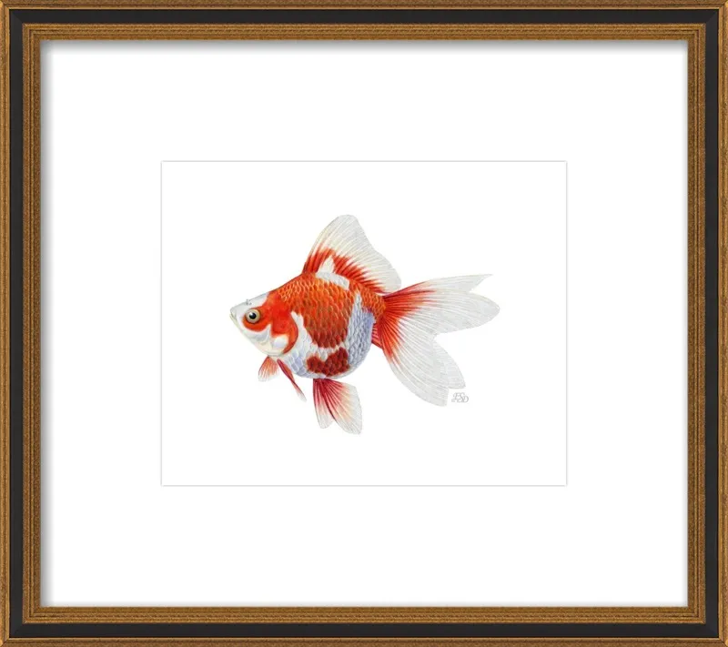 Japanese ryukin goldfish by Emily S. Damstra for Artfully Walls