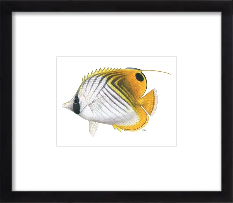 Threadfin butterflyfish by Emily S. Damstra for Artfully Walls