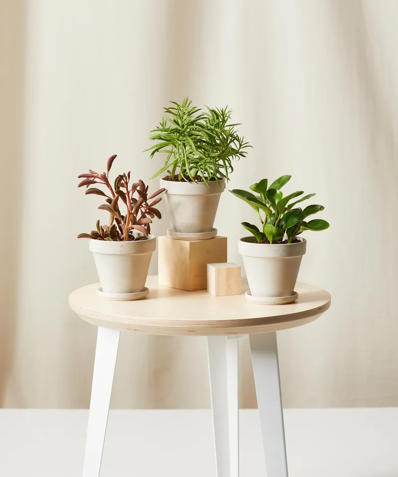 Pet-Peromia Collection -  Alabaster