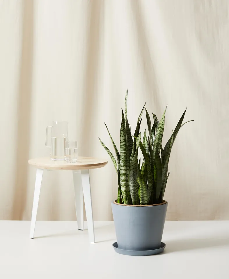 Sansevieria, Slate Pot