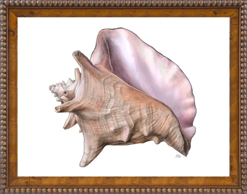 Queen conch  by Emily S. Damstra for Artfully Walls