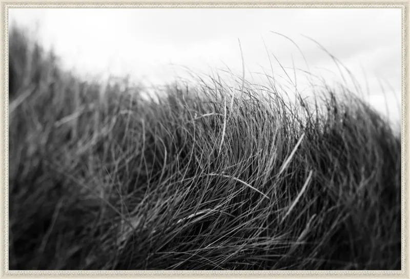 Beach Grass #3 by Alicia Bock for Artfully Walls