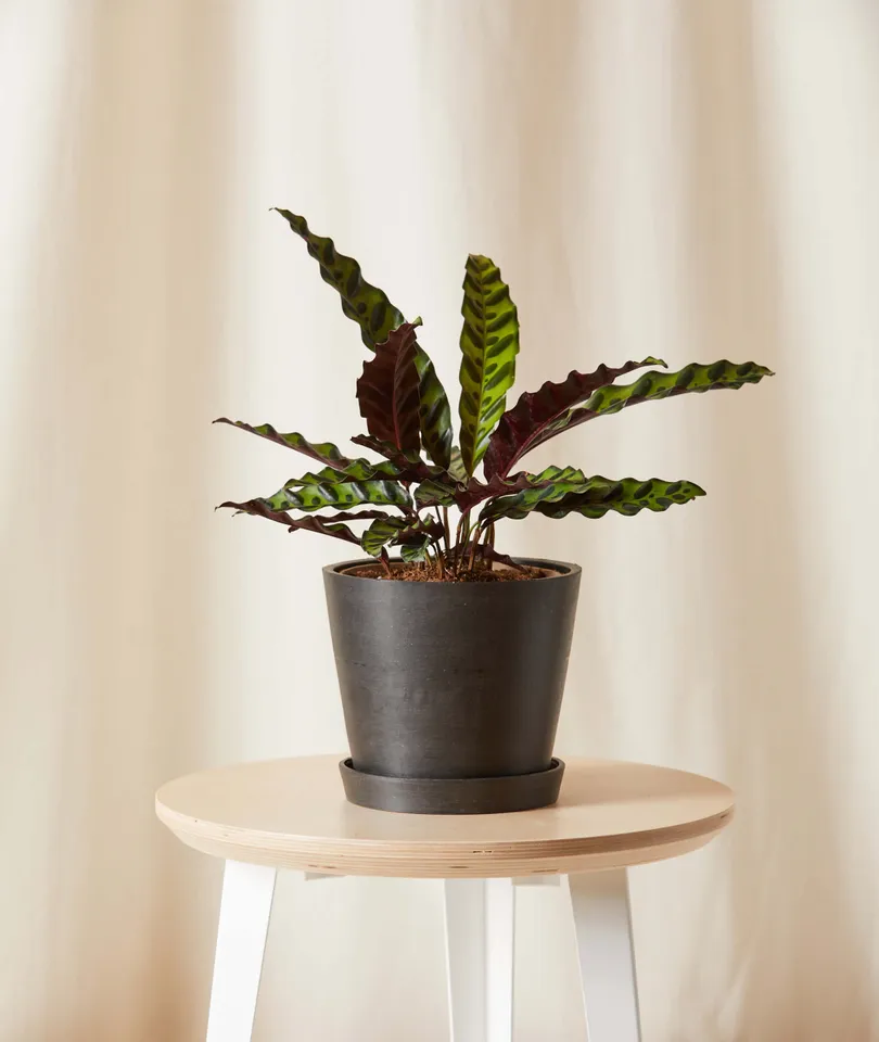 Calathea Rattlesnake -  Charcoal