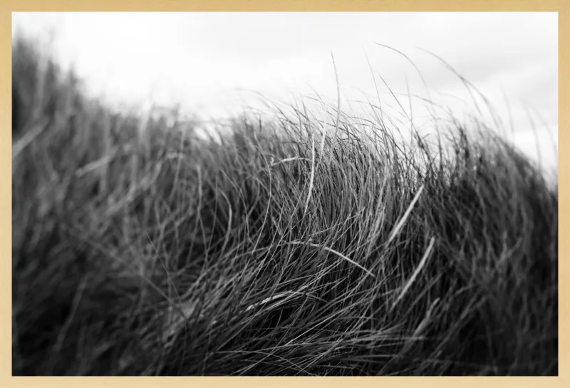 Beach Grass #3 by Alicia Bock for Artfully Walls