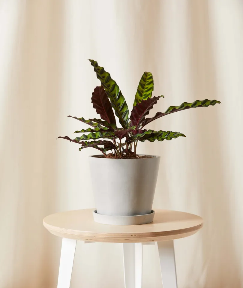 Calathea Rattlesnake, Stone