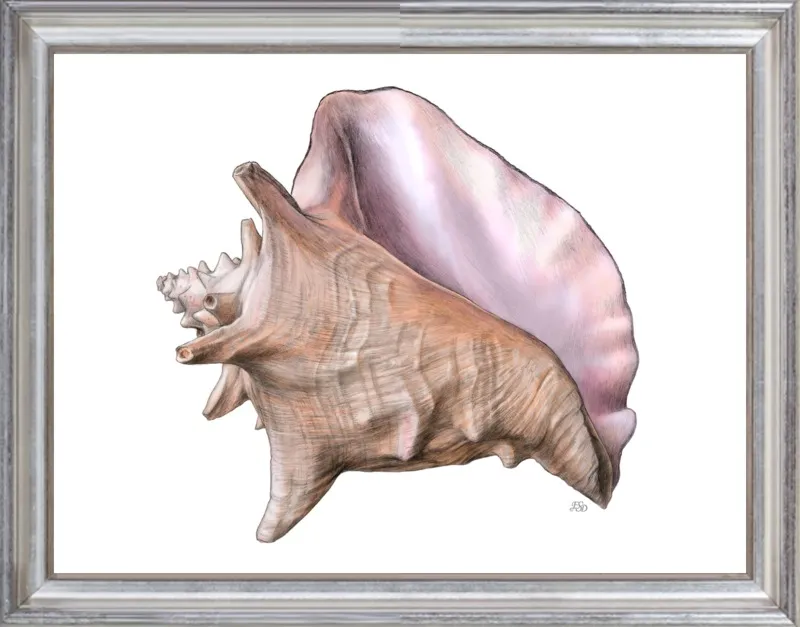 Queen conch  by Emily S. Damstra for Artfully Walls