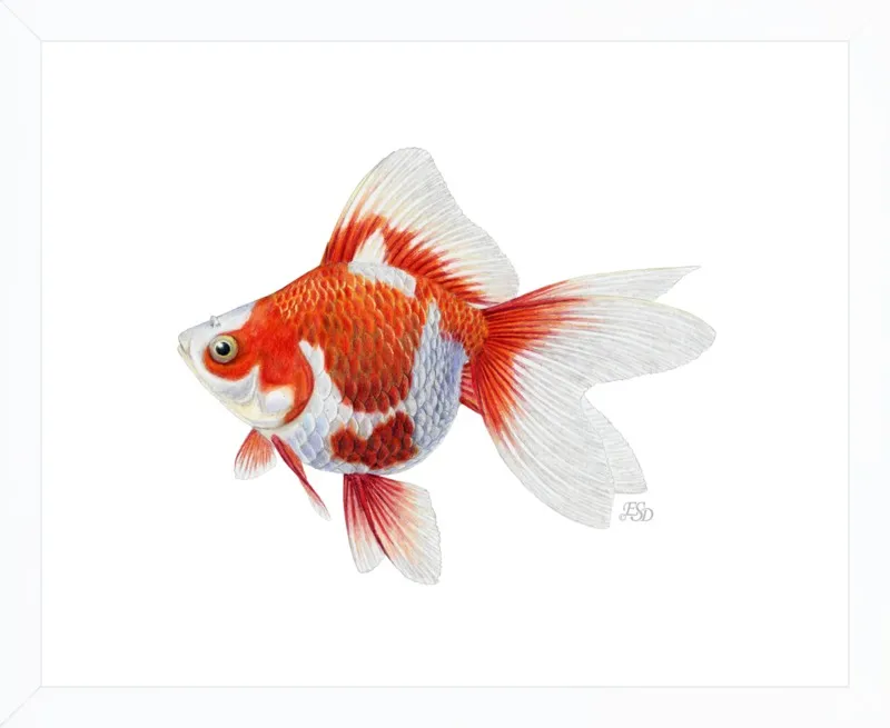 Japanese ryukin goldfish by Emily S. Damstra for Artfully Walls