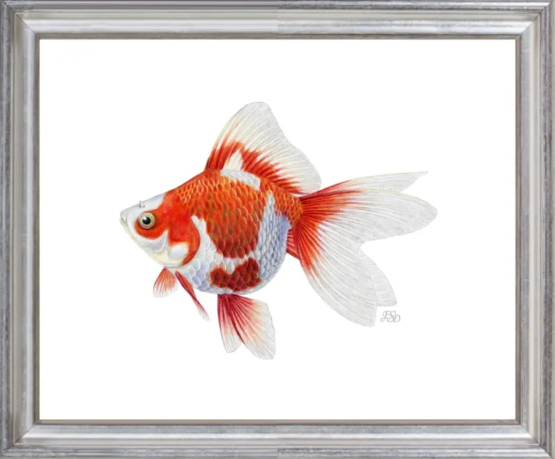 Japanese ryukin goldfish by Emily S. Damstra for Artfully Walls