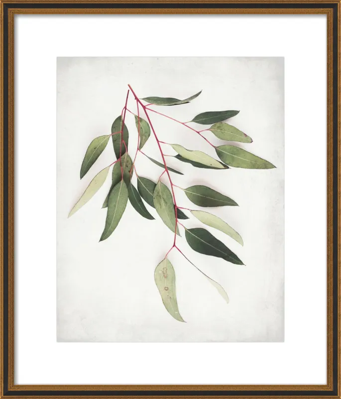 Eucalyptus Sprig One by Lupen Grainne for Artfully Walls
