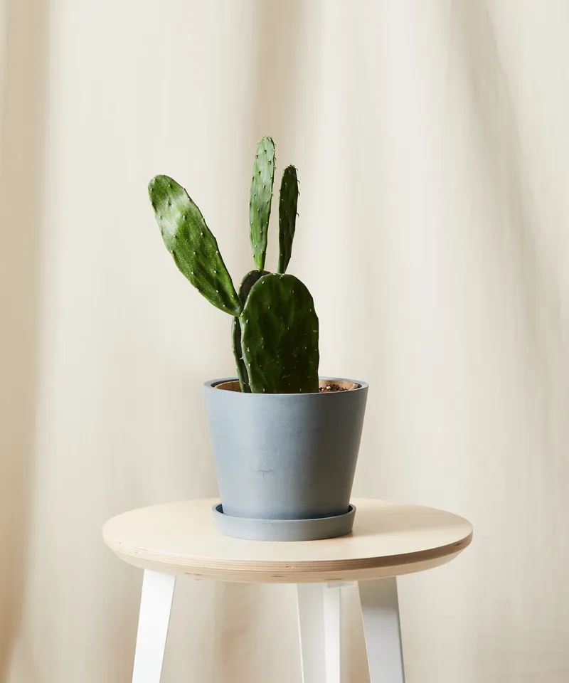 Prickly Pear Cactus -  Slate