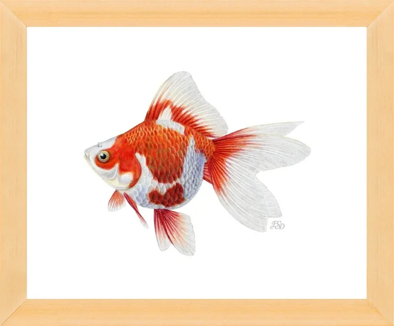 Japanese ryukin goldfish by Emily S. Damstra for Artfully Walls