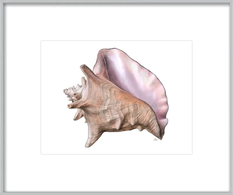 Queen conch  by Emily S. Damstra for Artfully Walls