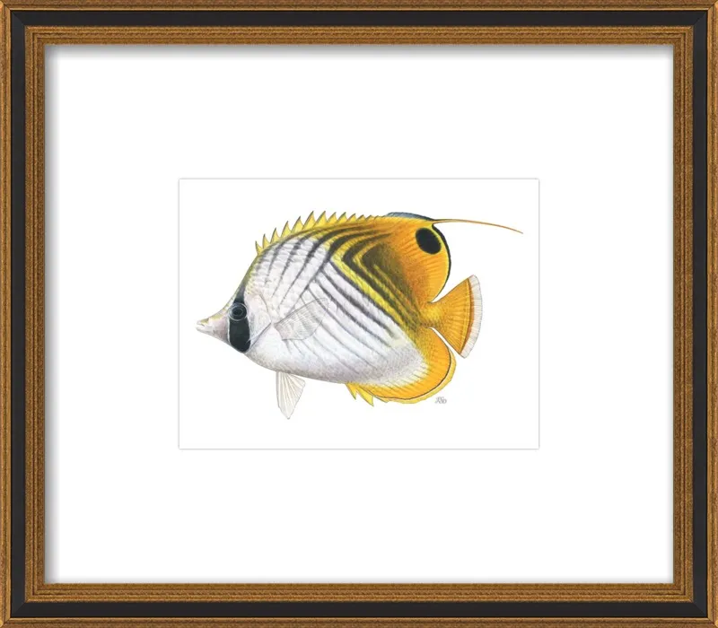 Threadfin butterflyfish by Emily S. Damstra for Artfully Walls